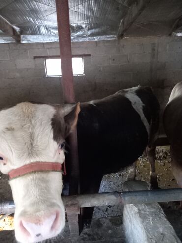 Коровы, быки: Продаю | Бык (самец) | Алатауская, Швицкая, Симментальская | На откорм | Искусственник