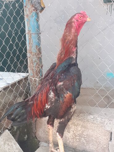 Akvariumlar: Uzunboyun, yerli Asil tipli döyüş quruluşlu xoruz. Xüsusiyyətlər: -