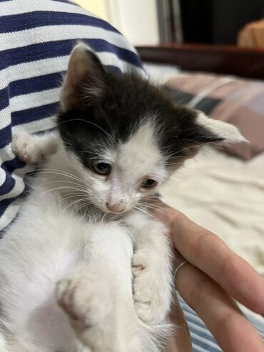 сибирская черно белая кошка: Беспородная, 1 месяц, Девочка