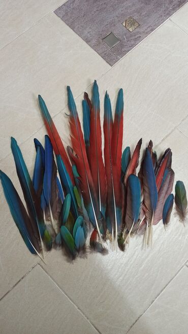 цветы оформления: Натуральные перья, для декоративных работ, район Ошского рынка