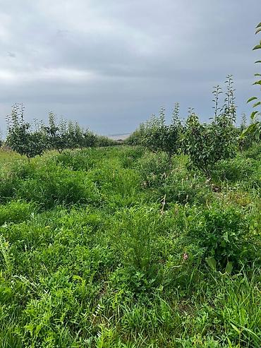 Продажа участков: Для бизнеса, Красная книга at lalafo.kg — 9 Продажа участков: Для бизнеса, Красная книга — 9