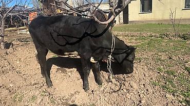 Коровы, быки: Продаю | Тёлка | Симментальская | На забой, Для разведения, Для молока | Племенные, Не стельные, Искусственник — 12