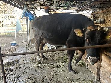 Коровы, быки: Продаю | Корова (самка) | Голштин, Аулиекольская | На забой, Для разведения | Племенные, Нетель — 8