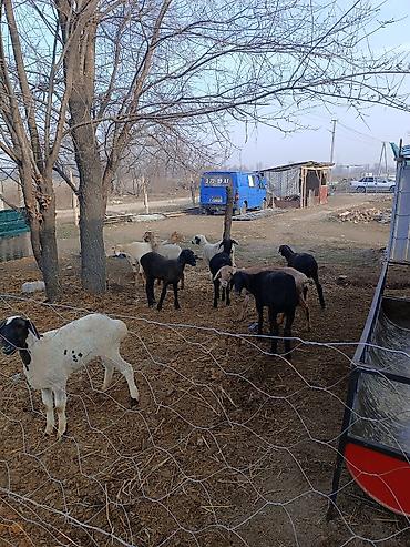 Баран, овца: Продаю | Овца (самка) | Полукровка | Для разведения | Ярка — 7