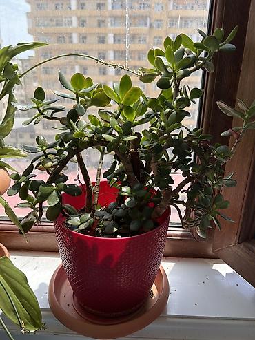 agaclar: Crassula ovata (Pul ağacı) – dekorativ otaq sukulenti - Bitki tipi — 3