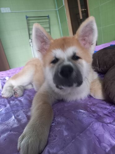 İtlər: Akita-inu