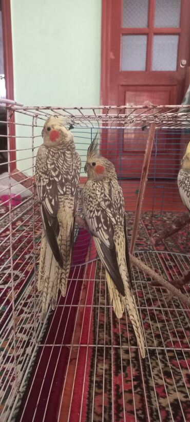 Tutuquşları: Salam.Tam saglam 8ayliq. 4 eded var Isteyen buyursun cutunu alana — 11