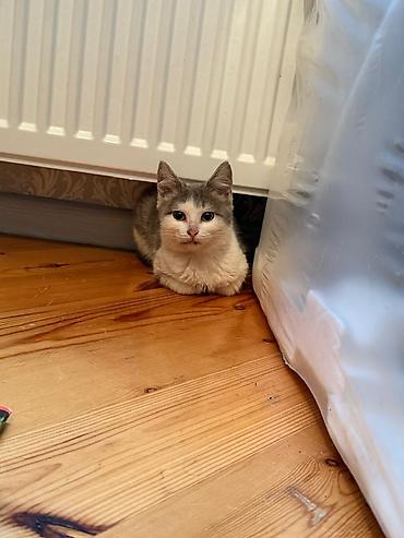 Pişiklər: Yaxşı əllərə — 9