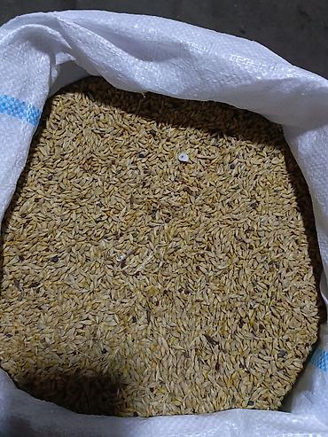 bitki toxumlarinin satisi: Hazır kisədə arpa satılır 1100kq — 1