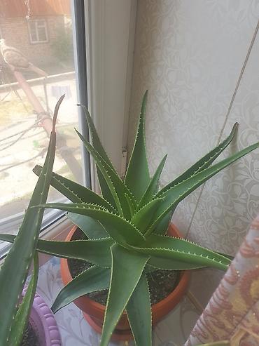 Комнатные растения: Алоэ (Aloe vera/древовидное) в горшках - Крупные и средние экземпляры — 3