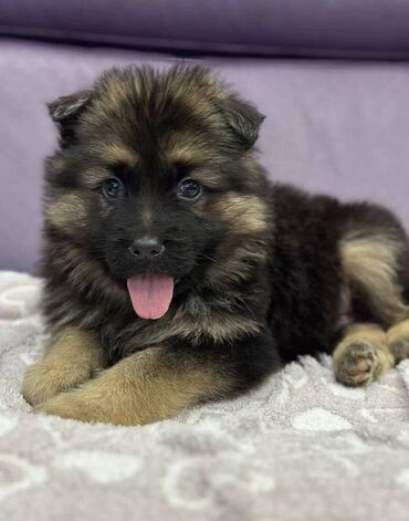 İtlər: Alman çoban iti, 2 ay, Erkek, Sənədli, Pulsuz çatdırılma — 5