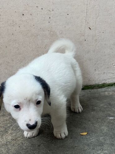 İtlər: 2 ay, Ünvandan götürmə — 3