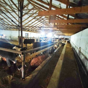 Anbar və emalatxanalar: 📍 Ünvan: Ağsu rayonu, Bozavad kəndi 📏 Sahə: 85 sot 📜 Sənəd: Kupça ✨ — 11