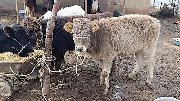 Коровы, быки: Продаю | Тёлка | Для молока | Осеменитель — 11