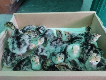 дикие птицы кыргызстана: Продаваться будут индюшата 29-30 мая суточные породы белые