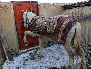 Лошади, кони: Продаю | Конь (самец) | Полукровка | Для разведения, Конный спорт | Племенные