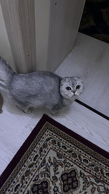 мастер грей: Кошка даром: Скотиш Фолд (Шотландская вислоухая), Мальчик, Кастрирована, Приучена к лотку, Проглистована — 2