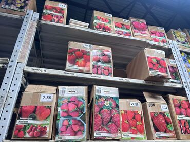 Садовые цветы и кустарники: Луковицы цветка: Лилейники — 6