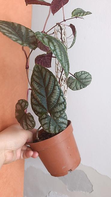 Драцены и Сансевиерии: Драцена (разные виды, в горшках) находится в Кара Балте - Эффектные — 12