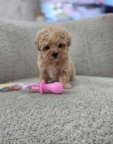 jazavicari vrste: Maltipoo nove bebe Registrovana odgajivacnica Hopy queen pudle — 3