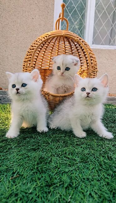 котята рэгдолл: Шотландские котята от красивой пары. Предлагаем чистопородных малышей