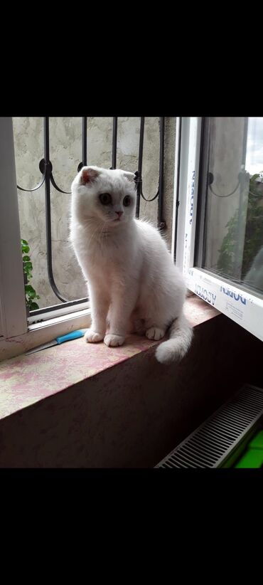 Pişiklər: Şotland, Dişi, Yaxşı əllərə, Pulsuz çatdırılma -da lalafo.az — 15 Pişiklər: Şotland, Dişi, Yaxşı əllərə, Pulsuz çatdırılma — 15