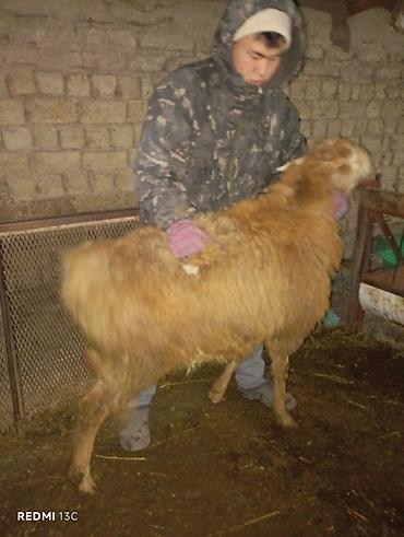 Баран, овца: Продаю | Баран (самец) | Для разведения — 2