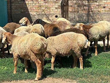 простые птички: Продаю | Ягненок, Баран (самец) | На забой, Для разведения | Осеменитель — 3