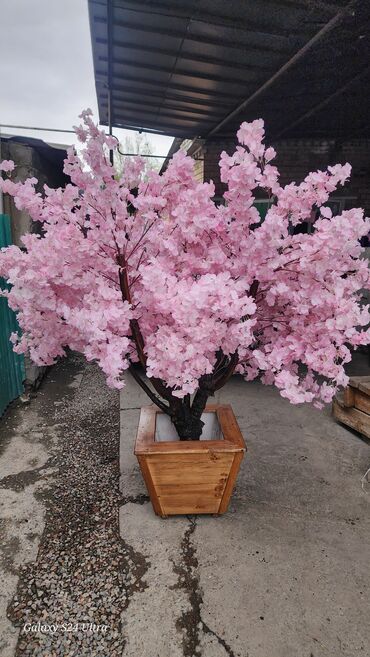Декоративные цветы: Сакура искусственное дерево высота 2 м ширина 2 м цена от 1000 сом at lalafo.kg — 7 Декоративные цветы: Сакура искусственное дерево высота 2 м ширина 2 м цена от 1000 сом — 7