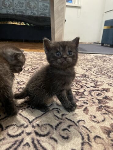 кот мальчик: Бесплатно отдаю котят страйт и скотиш фолд