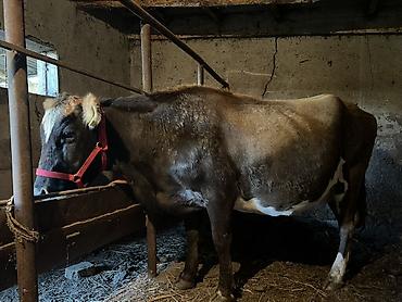 слив воронежской пантеры: Продаю | Корова (самка) | Для молока | Привязанные — 3