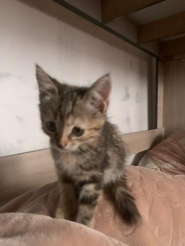 белая вислоухая кошка: Кошка даром: Беспородная, 2 месяца, Девочка, С прививками — 3