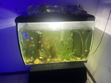 аквариум с рыбами: Аквариум сатылат рыбалары менен!
800 литр