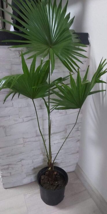 Liwinstona 90 cm.tel