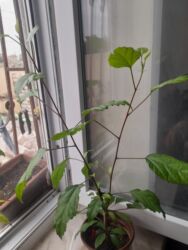 Удобрения: Kitayski roza 12 azn satilir