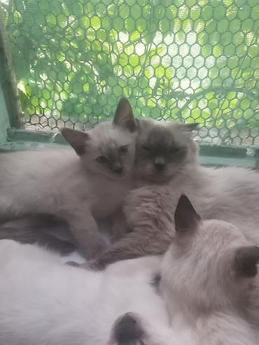сиамс: Продаю котят сиамской породы не дорого.Два мальчика и одна — 7