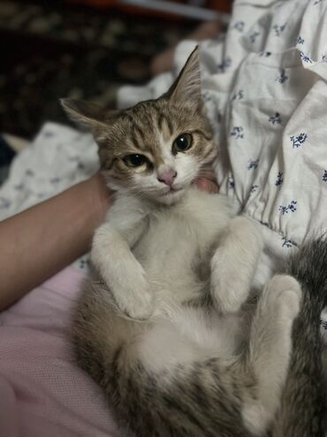 продажа домашних животных: Кошка даром: Беспородная, 2 месяца, Мальчик