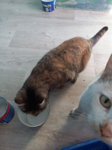 шатландский кот: Отдаем в хорошие руки кошечку,коричнево-серая,стерилизованная
