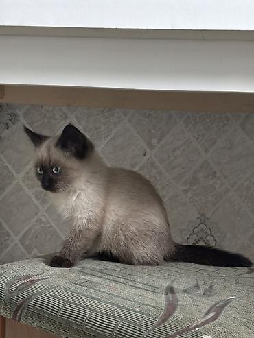 котята сибирской кошки купить: Сиамская, 2 месяца, Девочка, Приучена к лотку — 2