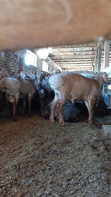 Баран, овца: Продаю | Овца (самка) | Для разведения — 14