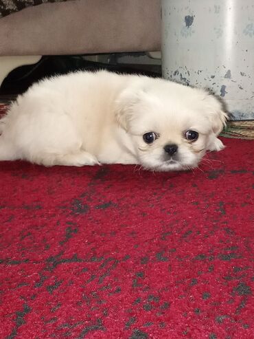 İtlər: Pekines, 1 ay, Erkek — 7