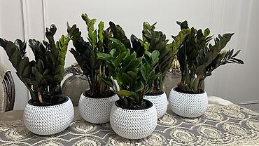 Другие комнатные растения: Бесплатная доставка по городу Пересаженные готовые Комнатные — 17