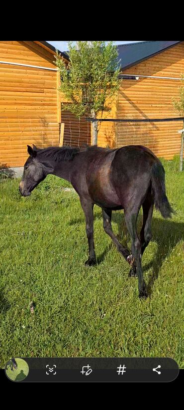 лошади в ивановке: Продаю | Кобыла (самка) | Кара Жорго | Конный спорт | Племенные