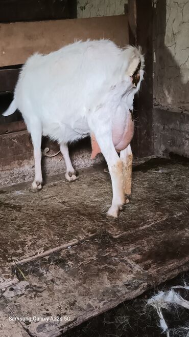 дойная коза: Продаю | Коза (самка) | Зааненская | Для молока | Племенные
