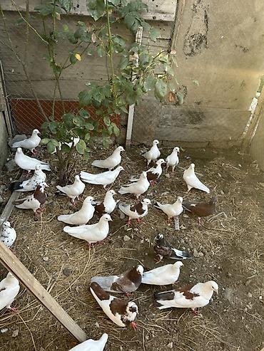 goyercin hini: Salam hamsi 4 cut quwdan toremedi tergzlr 32 dene heyvandi tek satlmr — 1