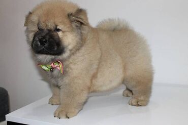 Psi: Stenci chow chow starosti dva meseca vrhunskog kvaliteta I potencijala — 5