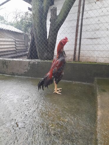 qus bazari bakida: Təmiz Qan Heyrati Xoruz Satılır Unvan Lənkəran. fikri ciddi olmuyalar