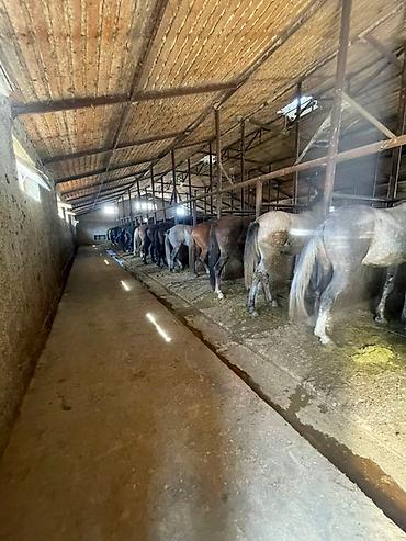 Лошади, кони: Продаю | Кобыла (самка), Конь (самец), Жеребец | На забой | Мерин — 7