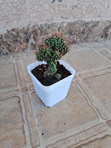 xoruz otu bitkisi: Mini kaktus – çoxgövdəli, tikanlı, dekorativ sukulent. - Qab: kvadrat — 4