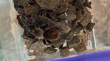 mal inək: Məhsul: Seçmə tarantula balaları (sling) Növlər: - Brachypelma vagans — 4